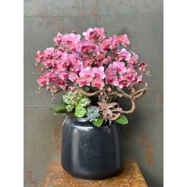 CHẬU LAN HỒ ĐIỆP ĐỎ 